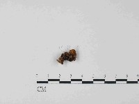 登錄號:F0014485藏品圖，第3張