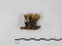 銀耳屬藏品圖，第1張