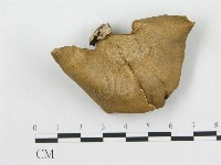 多孔菌屬藏品圖，第3張