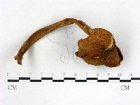 登錄號:F0014491藏品圖，第1張