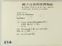 鵝膏屬藏品圖，第2張