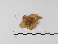 鵝膏屬藏品圖，第3張