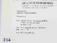 小皮傘屬藏品圖，第2張