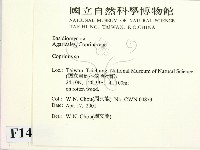 鬼傘屬藏品圖，第2張