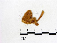 鬼傘屬藏品圖，第1張