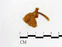 鬼傘屬藏品圖，第3張