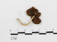 登錄號:F0014497藏品圖，第1張