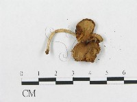 登錄號:F0014497藏品圖，第3張