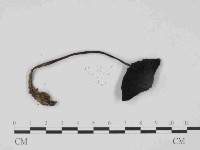 登錄號:F0014498藏品圖，第3張