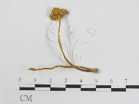 登錄號:F0014499藏品圖，第3張