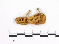 登錄號:F0014500藏品圖，第1張