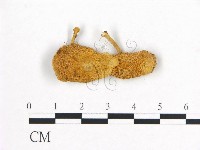 登錄號:F0014500藏品圖，第3張