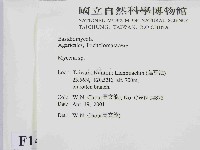 小菇屬藏品圖，第2張