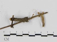 小菇屬藏品圖，第1張