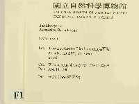 乳菇屬藏品圖，第2張