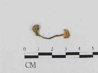 乳菇屬藏品圖，第3張