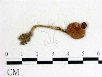 登錄號:F0014504藏品圖，第1張