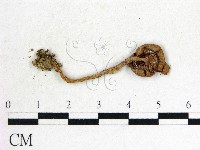 登錄號:F0014504藏品圖，第3張