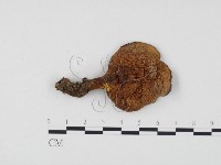 登錄號:F0014505藏品圖，第1張