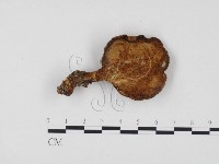 登錄號:F0014505藏品圖，第3張