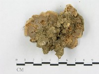 登錄號:F0014506藏品圖，第3張