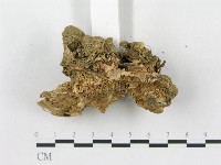 登錄號:F0014506藏品圖，第5張