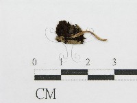 登錄號:F0014510藏品圖，第1張