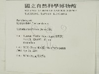 頭狀禿馬勃藏品圖，第2張