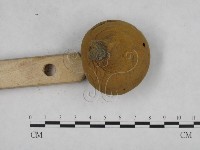 頭狀禿馬勃藏品圖，第3張