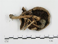 登錄號:F0014513藏品圖，第1張