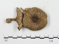 登錄號:F0014513藏品圖，第3張