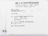 傘菌屬藏品圖，第2張