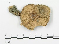 傘菌屬藏品圖，第1張