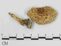 登錄號:F0014515藏品圖，第1張