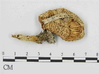 登錄號:F0014515藏品圖，第3張