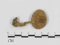 登錄號:F0014516藏品圖，第1張