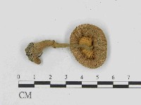 登錄號:F0014516藏品圖，第3張