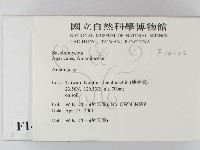 鵝膏屬藏品圖，第2張