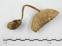 鵝膏屬藏品圖，第3張