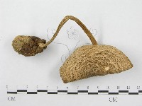 鵝膏屬藏品圖，第4張