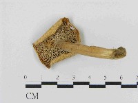 乳菇屬藏品圖，第1張