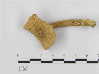 乳菇屬藏品圖，第3張