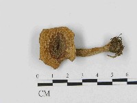 乳菇屬藏品圖，第1張