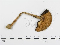 登錄號:F0014525藏品圖，第3張