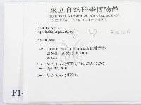 傘菌屬藏品圖，第2張