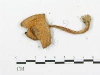 傘菌屬藏品圖，第3張