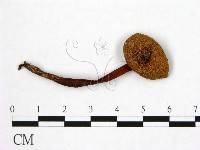 登錄號:F0014527藏品圖，第1張