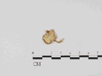 登錄號:F0014529藏品圖，第1張