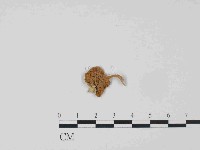 登錄號:F0014529藏品圖，第3張