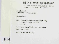 小皮傘屬藏品圖，第2張